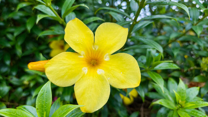 Obraz premium Stunning yellow allamanda blossoms blooming fresh in outdoor natural environment