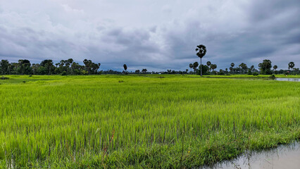 Vast countryside view with rice fields under cloudy blue horizon