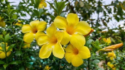 Vibrant allamanda yellow flowers blossoming beautifully in outdoor green garden