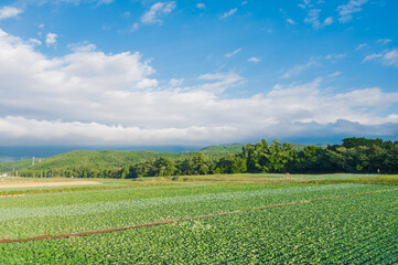 一面のキャベツ畑