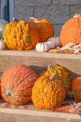 collection of Pumpkins on Display for Halloween decorations