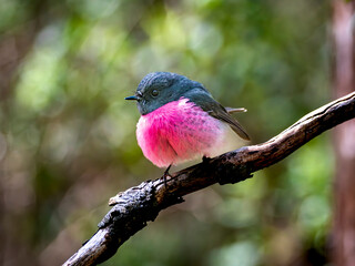 Pink Robin