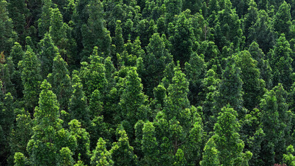 Top view of dense forest canopy promoting carbon neutrality and sustainable environment goals.