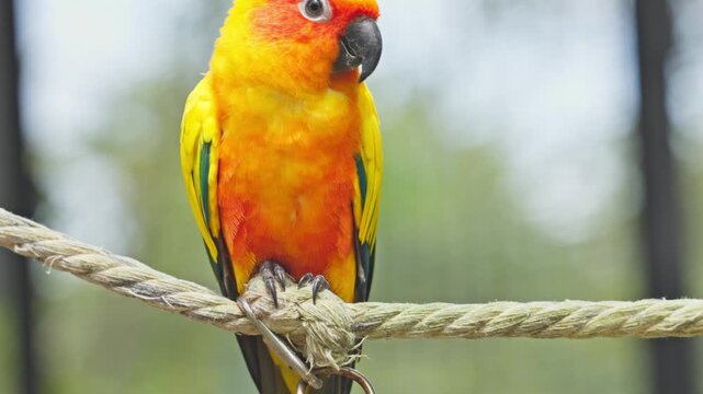 Colorful parrot bird perched natural thick rope with vibrant yellow, orange, and red feathers, detailed beak and feathers, wildlife scene with blurred outdoor background creating lively and vibrant