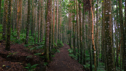 A forest trail leading through tall trees, symbolizing connection to nature, calm, and the beauty of the outdoors