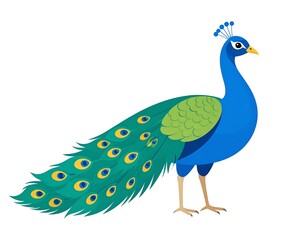 Obraz premium Illustration of a vibrant peacock isolated on a white background in a cartoon style
