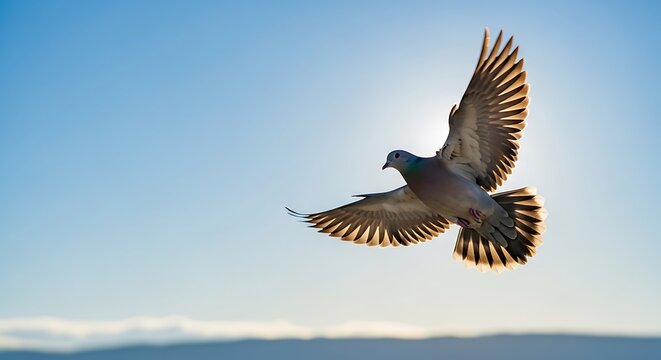 Close-up of a single pigeon bird in flight against a clear blue sky, backlit by the sun