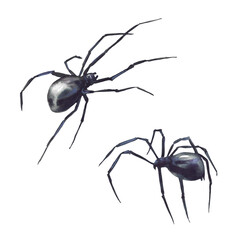 Black spiders realistic watercolor hand drawn two dark scary insects. Detailed arachnid illustration isolated from background. Clipart for Halloween card design, biology, nature and animal themes.