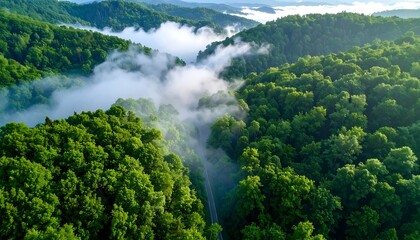 Forest shrouded in mist