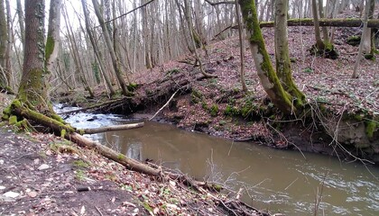 Forest Stream