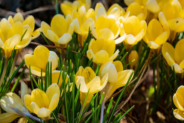 Obraz premium Vibrant yellow crocuses burst forth from the earth, signaling the joy of spring's arrival