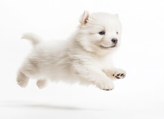 Fluffy White Puppy Mid-Air Leap