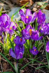 Colorful purple crocuses stand tall among fresh green grass, celebrating the arrival of spring
