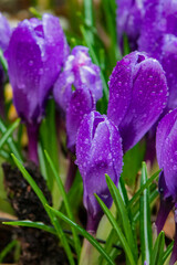 Clusters of beautiful purple crocus blossoms glisten with raindrops in a lively garden setting
