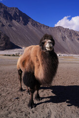 A herd of camels in the northern desert of India. Traveling to leh Ladakh, India.