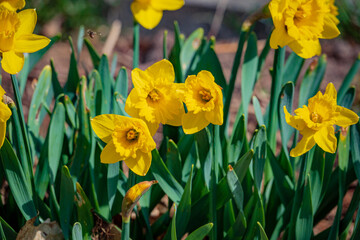 Obraz premium Vibrant clusters of daffodils stretch toward the sun, marking the arrival of spring in the garden