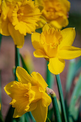 Obraz premium Beautiful clusters of daffodils burst with bright yellow petals, welcoming the warmth of spring