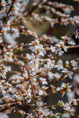 Blossoming white flowers cascade from slender branches, welcoming the warmth of springtime