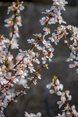 White cherry blossoms bloom on slender branches in a tranquil garden