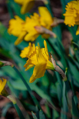 Golden daffodils sway gently in the breeze, showcasing their beauty in a lively spring garden