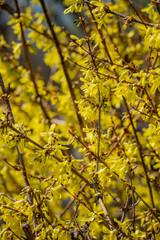 Vibrant yellow flowers bloom in spring sunlight, filling the garden with joyful color and life