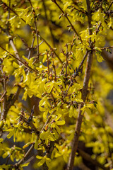 Delicate clusters of vibrant yellow flowers bloom on slender branches in a sunny garden