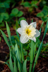 Fototapeta premium A delicate white daffodil stands tall among fresh green leaves, basking in the morning sun