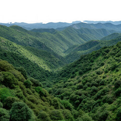 Obraz premium Expansive lush green mountain valley with rolling hills covered in dense forest trees and vegetation isolated on transparent background