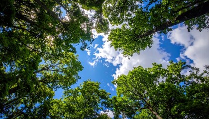 Lush green trees canopy, sunlight through leaves, bright sky