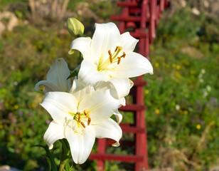 Two white lilies in a garden setting
