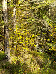 Autumn in the forest