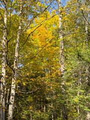 autumn in the forest