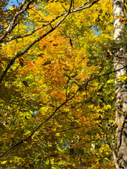 yellow autumn leaves