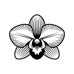 Vector art of orchid flower