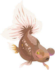 Bubble Eye Goldfish Illustration with Unique Feature