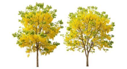 Golden Shower Tree Duo isolated on transparent background