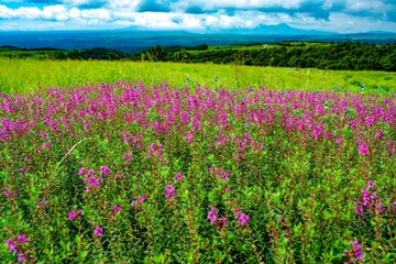 ヒゴタイ公園のミソハギ