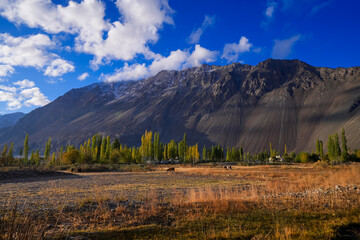 Grazing area for cattle in the plateau of Nubra valley in Himalayas india.