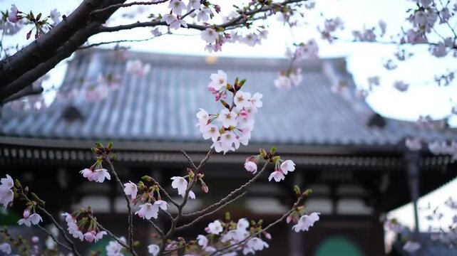Cherry blossoms bloom with a traditional building in the background