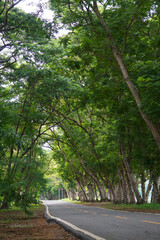 Fresh green lawns in the park. Blur nature bokeh green park trees in morning.