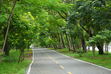 Fresh green lawns in the park. Blur nature bokeh green park trees in morning.