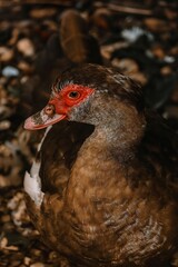 Close-up of a Muscovy Duck with Red Facial Markings in Nature