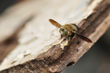 close up of a wasp on a branch