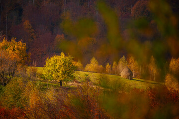 Beautiful rural landscape with colorful autumn trees. Holbav, Romania.	
