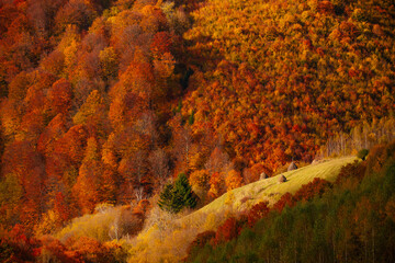 Beautiful rural landscape with colorful autumn trees. Holbav, Romania.	
