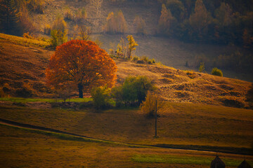 Beautiful rural landscape with colorful autumn trees. Holbav, Romania.	
