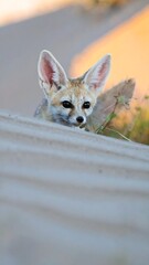 Desert fox pup peeking from behind a wall