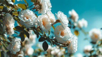 White bush roses blooming against clear blue sky in bright sunlight, beautiful spring and summer floral background with fresh seasonal flowers in natural garden setting