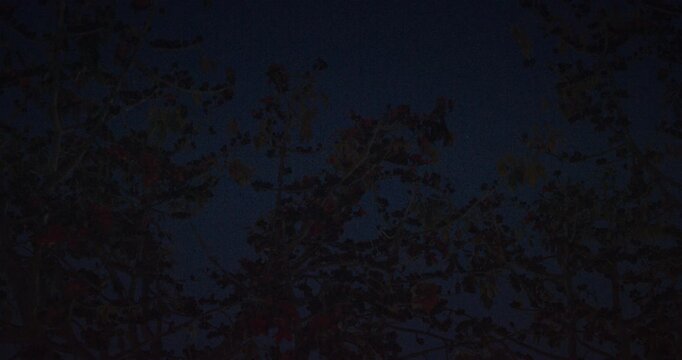 Dark Treescape with Complex Branching at Night