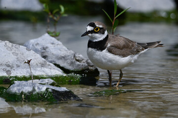 Little ringed plover // Flussregenpfeifer (Charadrius dubius) 